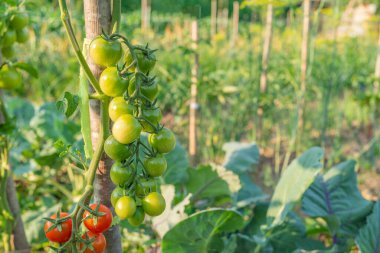 Bahçede güneşte olgunlaşan yeşil domatesler. eko sebzeler