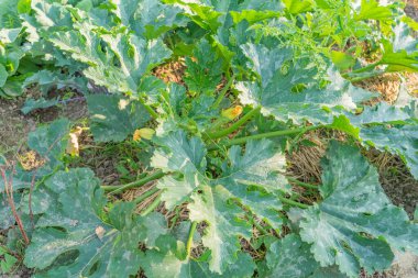 Kabak bahçede yetişiyor. eko ürünü.