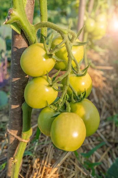 Zielone Pomidory Dojrzewają Ogrodzie Słońcu Ekologiczne Warzywa Zdjęcie Pionowe — Zdjęcie stockowe