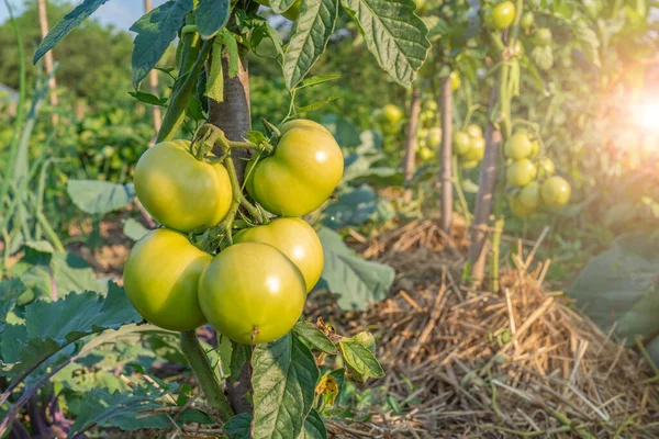 stock image green tomatoes ripen in the garden in the sun. eco vegetables