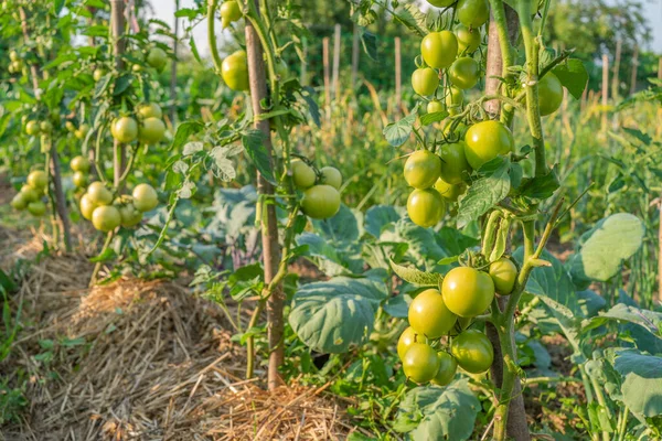 Zielone Pomidory Dojrzewają Ogrodzie Słońcu Warzywa Ekologiczne — Zdjęcie stockowe