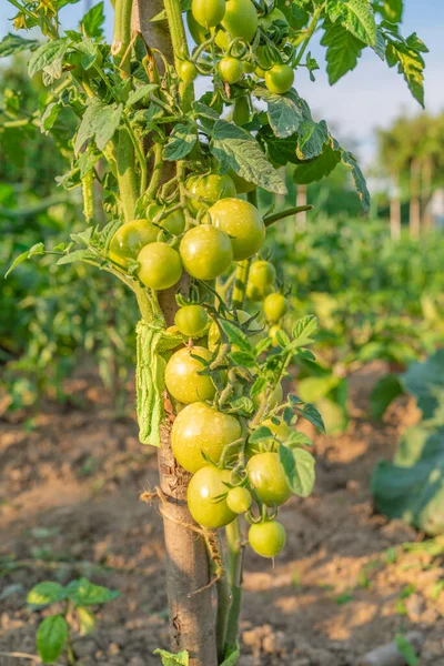 Zielone Pomidory Dojrzewają Ogrodzie Słońcu Warzywa Ekologiczne — Zdjęcie stockowe