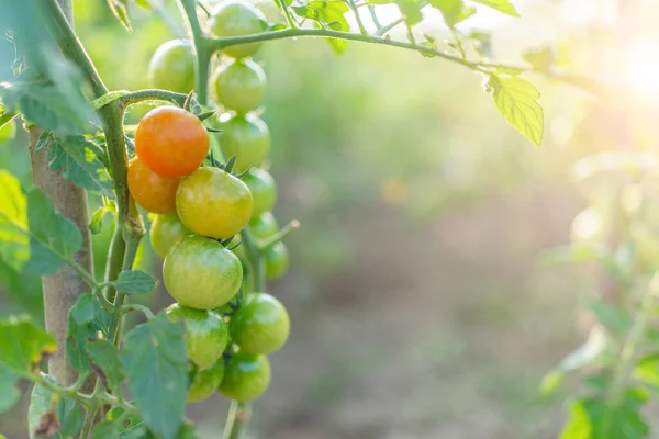 Pomidory Wiśniowe Dojrzewają Ogrodzie Słońcu Warzywa Ekologiczne — Zdjęcie stockowe