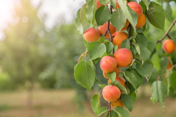 アプリコットを熟す 明るい夏の日に太陽の光の下で庭の木の上の多くのアプリコットの果物 有機果実 健康食品 — ストック写真