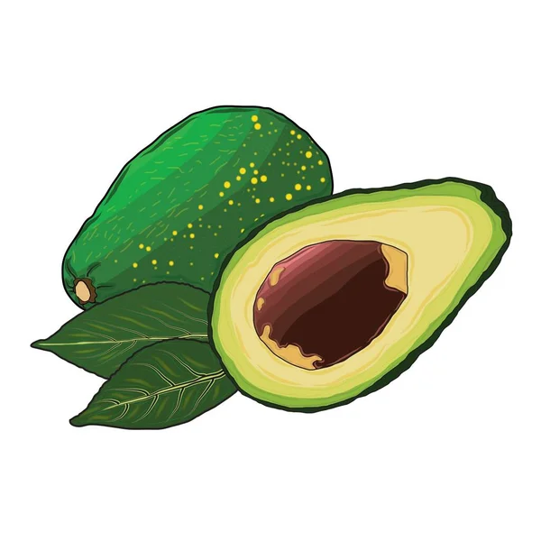Vektor Oder Illustrator Der Avocadofrucht — Stockvektor