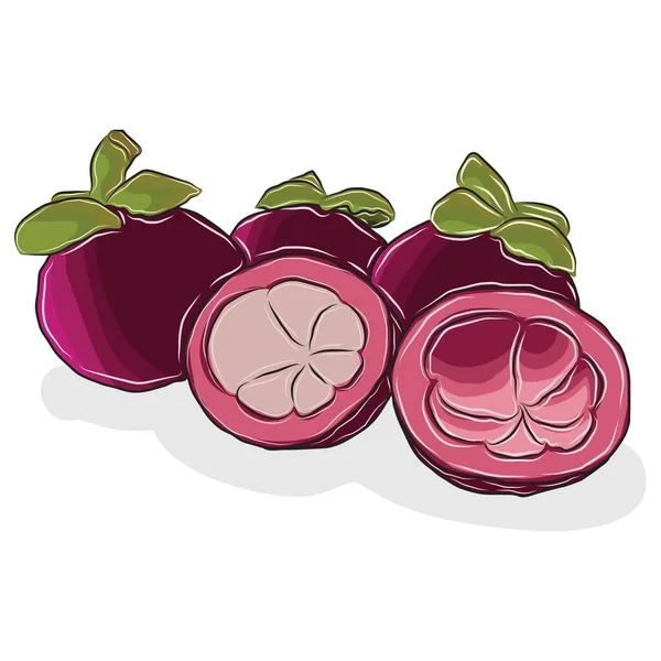 Vektör illüstrasyonu veya illüstratör. Mangosteen meyvesi. Canlılığı vurgulayan bir resim..