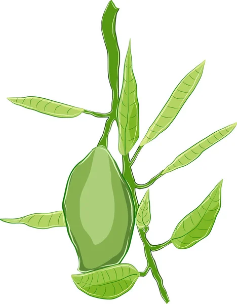 Плод Зеленого Манго Покоится Ветвях Манго — стоковый вектор