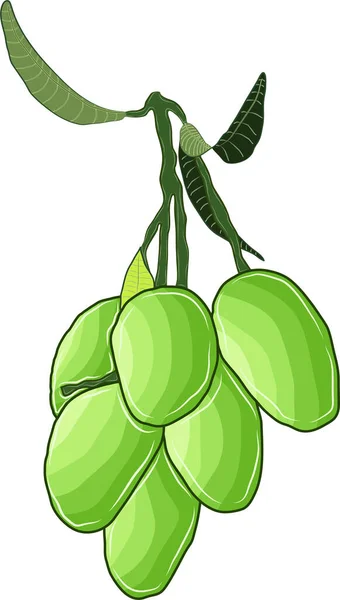 Bir buket yeşil mango meyvesi.