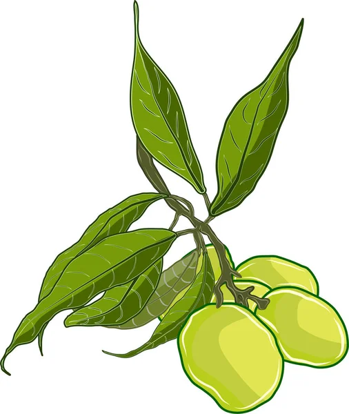 Ramo Frutos Mango Verde Oscuro Unido Las Ramas Del Árbol — Vector de stock