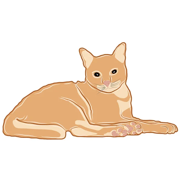 Arkaya bakan turuncu bir kedinin görüntüsü ya da vektörü.