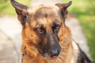 Bir Alman çoban köpeğinin ağızlığı..