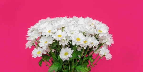White daisies on a pink background. Bouquet of white daisies.