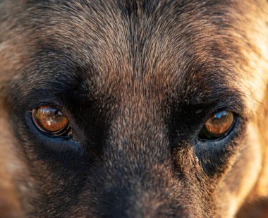Şeytani bir hayvanın gözleri. Köpek gözleri..