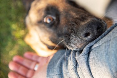 Kızgın bir köpek bir adamın elini ısırır..