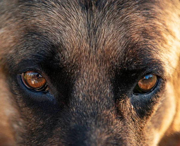 Şeytani Bir Hayvanın Gözleri Köpek Gözleri — Stok fotoğraf