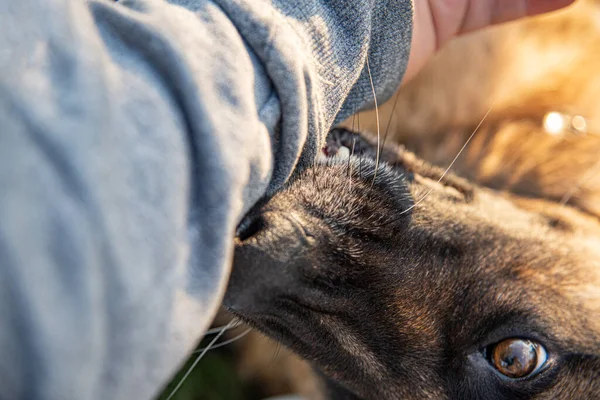 Seekor Anjing Pemarah Menggigit Tangan Seorang Pria — Stok Foto