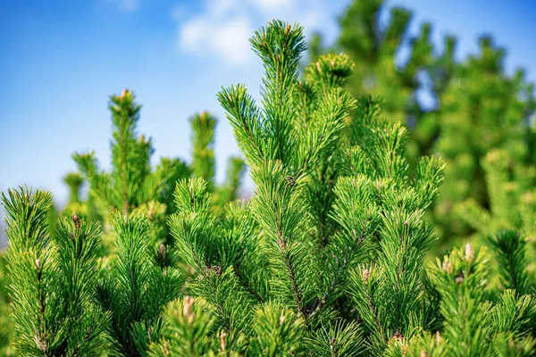 Spruce Branches Background Fir Branches Close — Stock Photo, Image