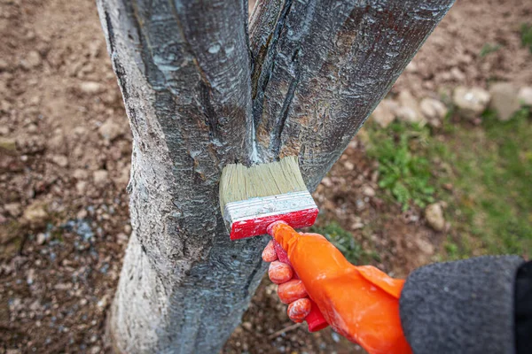 Árvore Cuidado Após Inverno Mão Luva Borracha Com Cores Limão — Fotografia de Stock