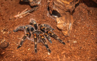 Tarantula spider or tarantula spider in a live environment.
