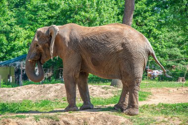Elephant in the zoo on a summer sunny day.
