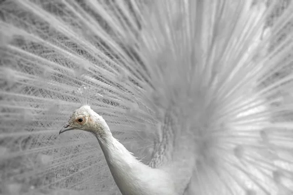 Close White Peacock Spread Tail — Foto de Stock