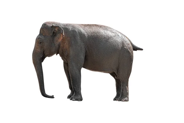 Indisk Elefant Isolerad Vit Bakgrund — Stockfoto