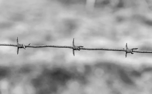 Barbed Wire Closeup Close Barbed Wire — Stock Photo, Image