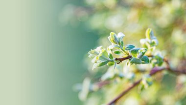 Arka plan olarak bir bitkinin dalındaki yeşil yapraklar. Yeşil arka planda çiçek açan armut dalları