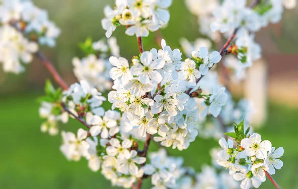 Třešňový Květ Strom Proti Modrému Nebi Jarní Pozadí Kvetoucí Bílý — Stock fotografie