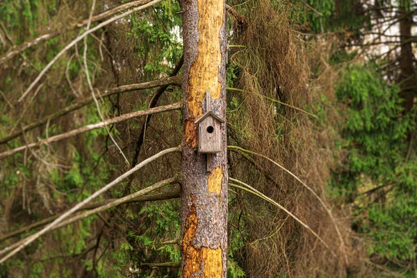 Casa Pássaros Uma Árvore Birdhouse Uma Árvore Floresta — Fotografia de Stock