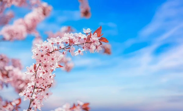 Blooming Pink Tree Blue Sky Pink Blossom Cherry Tree Blue — Stock Photo, Image