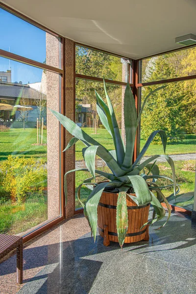 Duży Kwiat Aloesu Garnku Pomieszczeniach — Zdjęcie stockowe