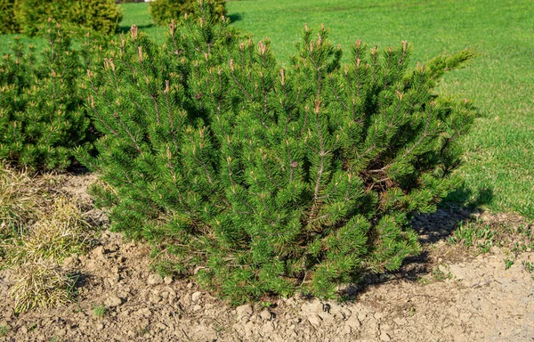 長い緑色の針を持つ若い松の木 公園内の松 — ストック写真