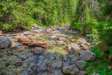 Vahşi ormandaki dağ nehri. Tatras, Slovakya.