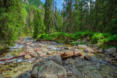 Vahşi ormandaki dağ nehri. Tatras, Slovakya.