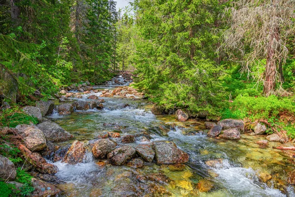 Горная Река Диком Лесу Татры Словакия — стоковое фото