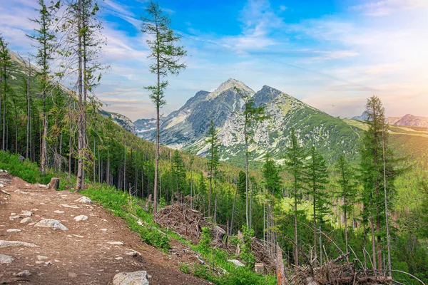 Sendero Montaña Bosque Alto Tatras República Eslovaca Europa —  Fotos de Stock