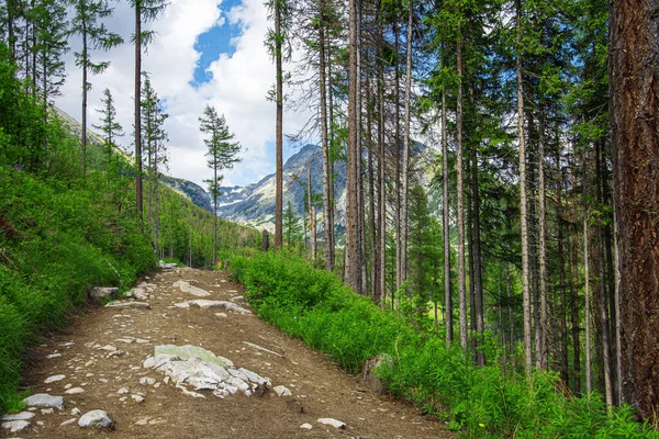 Górska Ścieżka Lesie Tatry Wysokie Słowacja Europa — Zdjęcie stockowe