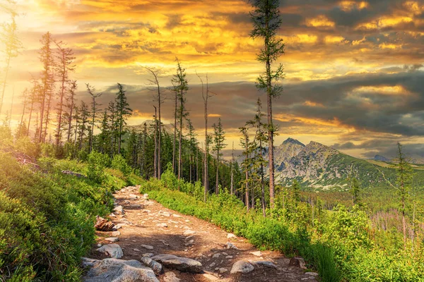 Mountain path in the forest. High Tatras, Slovak Republic, Europe.