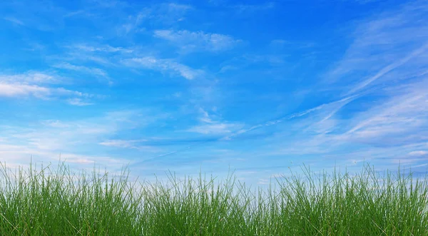 Taze Bahar Çimenleri Mavi Gökyüzü Arkaplanı — Stok fotoğraf