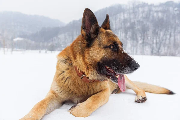 German Shepherd lies on the snow against the backdrop of a winter landscape.