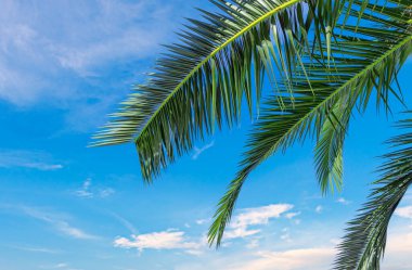Mavi gökyüzünde palmiye dalları.