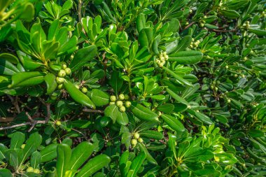 Meyveli incir ağacı..