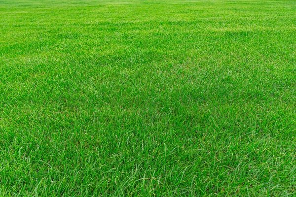 Groene Gras Textuur Van Het Veld Groene Gazon Achtertuin Voor Rechtenvrije Stockfoto's