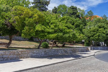 Şehirdeki bir bahçede güzel bir alçak ağaç.