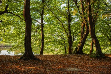 Orman gün batımında güneş ışığı.