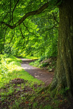Yol üzerindeki dallarında yapraklar olan bir ağaç..
