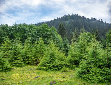 Dağdaki firavun ağaçları sisli bir ormanın arka planına karşı..