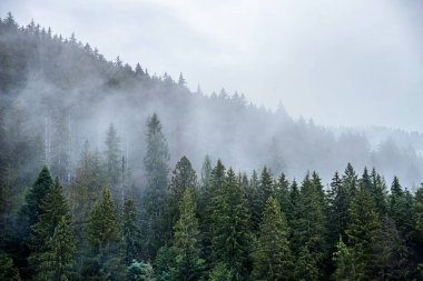 Dağdaki firavun ağaçları sisli bir ormanın arka planına karşı..