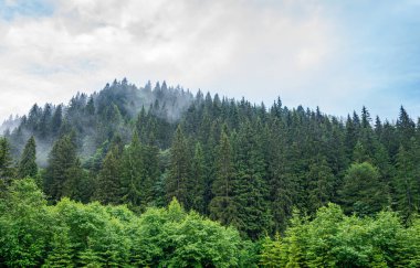 Dağdaki firavun ağaçları sisli bir ormanın arka planına karşı..